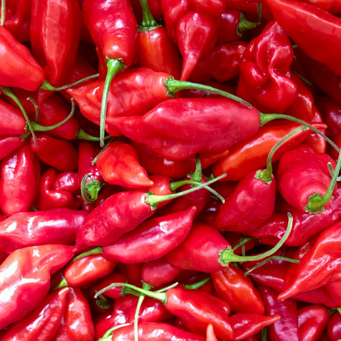 CAP 455 Pepper
